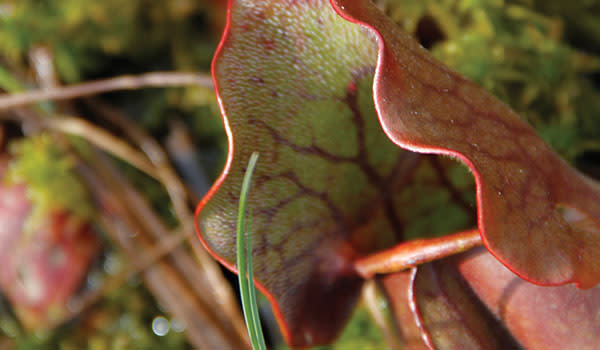 Pinhook Bog Pitcher Plant