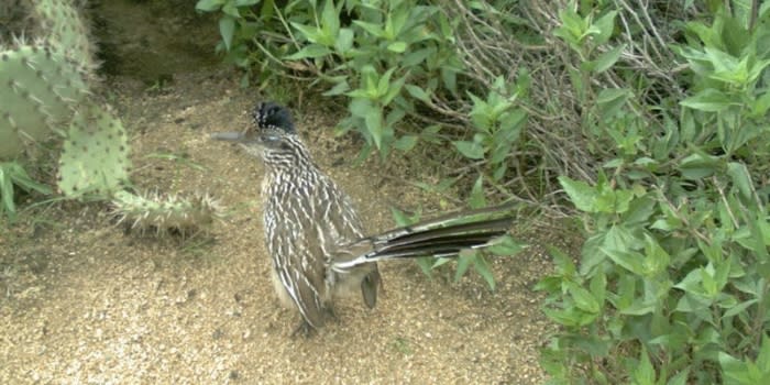 Road Runner in Irvine Ranch Conservancy Bird Walk Program