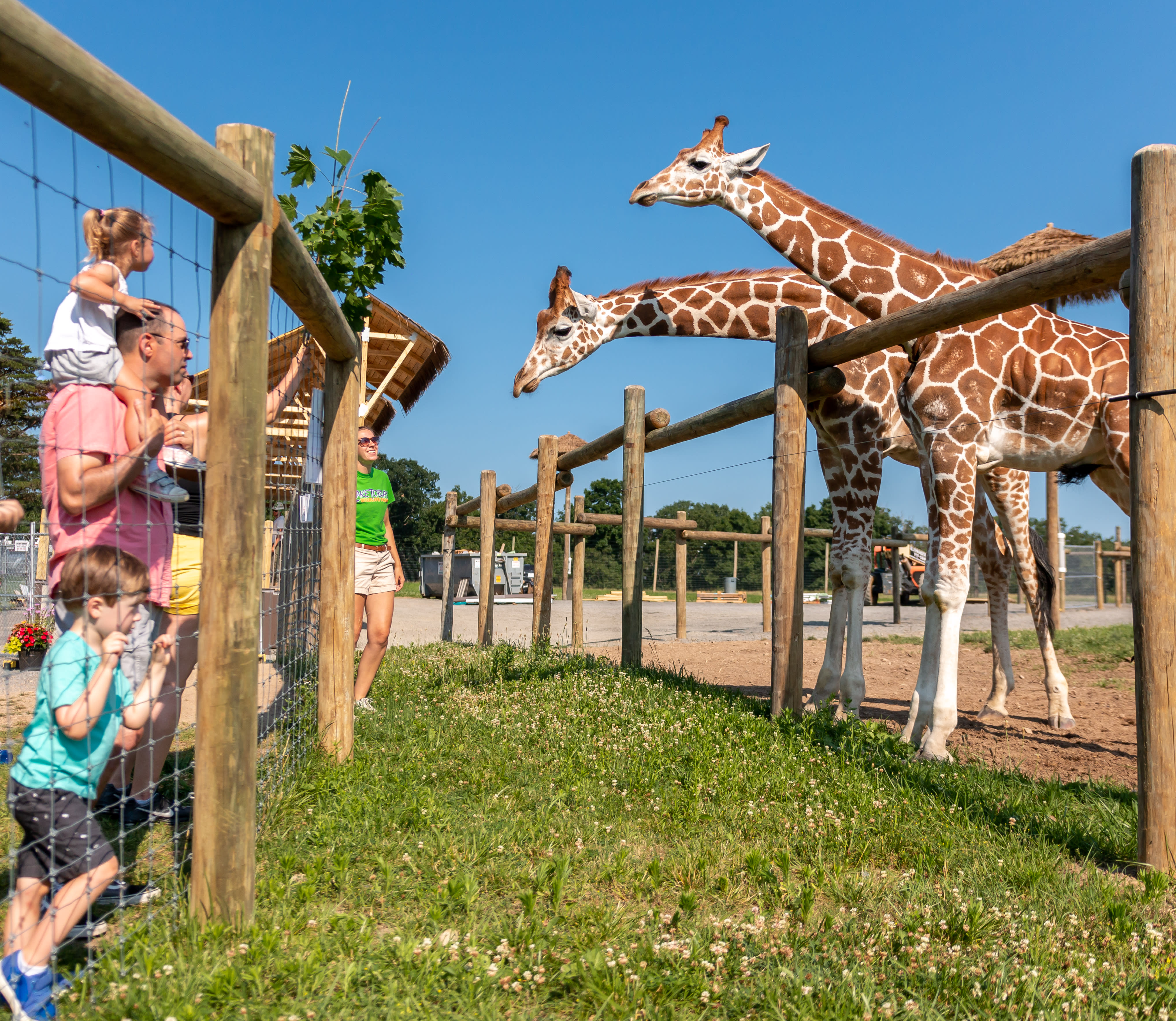 Giraffe Encounter
