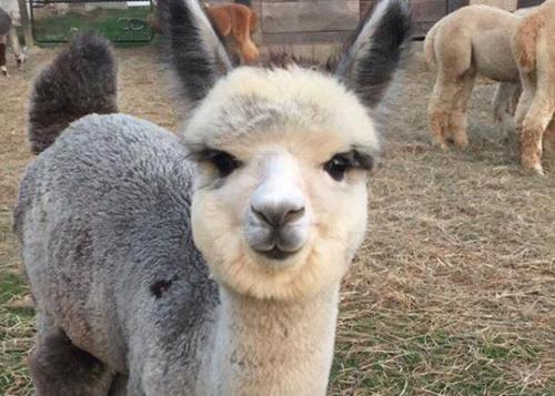 Alpaca Cropped