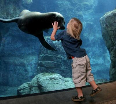 A young boy gets up close and personal with a sea lion at the Aquarium of the Pacific in Long Beach. Photo courtesy of Aquarium of the Pacific