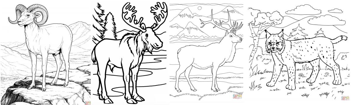 wildlife coloring page banner