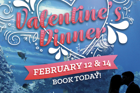 Ms Gulf Coast Events For Christmas 2022 Xvlm52Ox-Tsapm