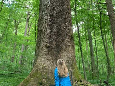 Special Packages & Deals | Explore Asheville | Asheville ...