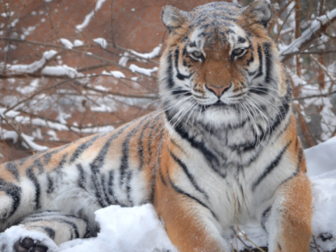 Tiger in Winter at the Seneca Park Zoo in Rochester, NY