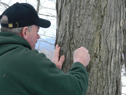 Dave Boxler at Hidden Valley Animal Adventure taps a maple tree
