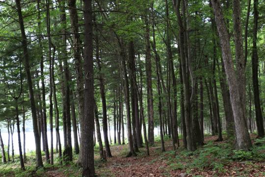 Mauch Chunk Lake Park