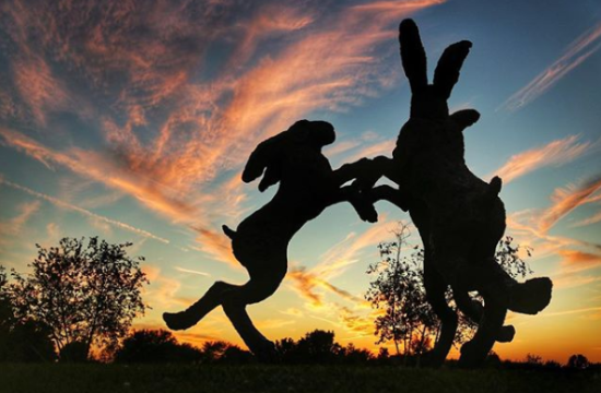 Ballantrae Dancing Hares