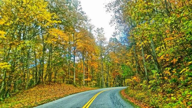 Fall Color Road - Fall Photo