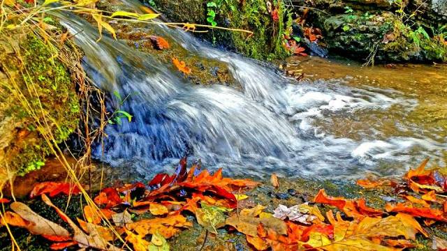 Fall Water Stream - Fall Photo