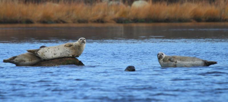 seal-tours-_-cr-save-the-bay-website.jpg