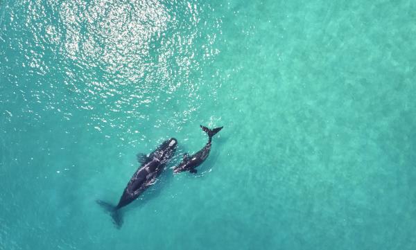 Humpback Whales Calf & Mother
