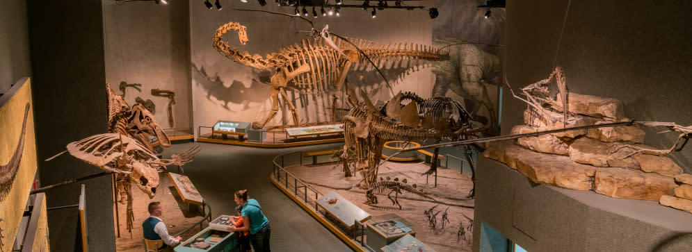 Skeletons at the DMNS