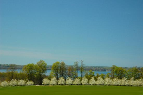 Cherry trees on Old Mission Cherry trees on Old Mission