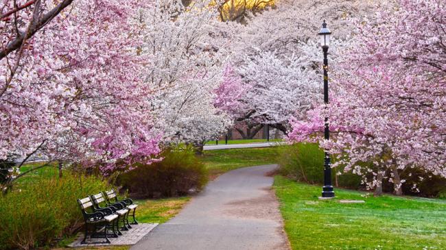 Cherry Blossoms in Newark