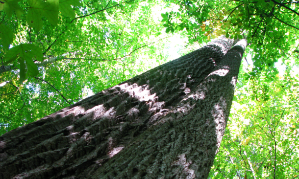 Backus Woods tree
