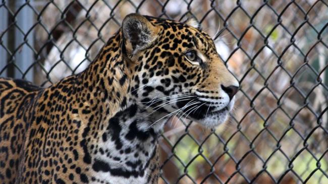 Elmwood Park Zoo - Jaguars