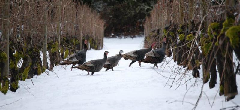 Turkeys at Benton-Lane Winery Turkeys at Benton-Lane Winery
