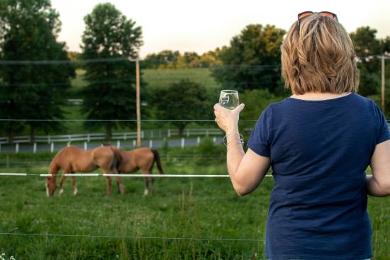 cassel-vineyards-of-hershey-wine-wineries-horses