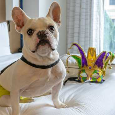 Pet Friendly Hotel