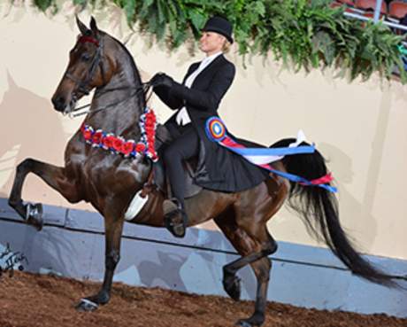 Oklahoma City Horse Shows Equestrian Events Rodeos