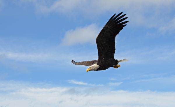 Birding in the Finger Lakes - photo opportunities - Bald Eagle