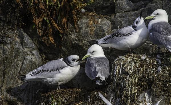 Black Legged Kittiwakes