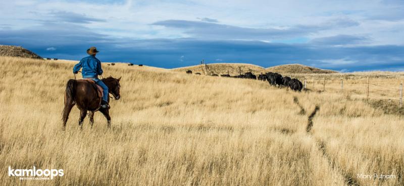Ranchland in Kamloops