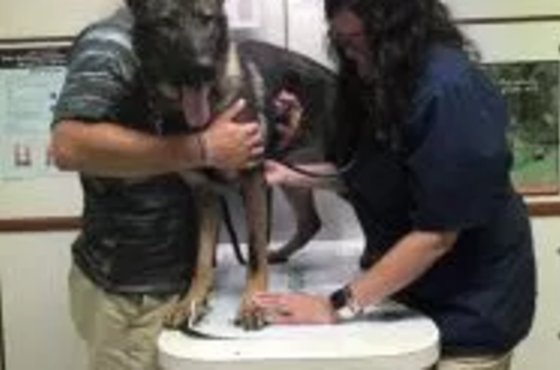 Community Animal Clinic