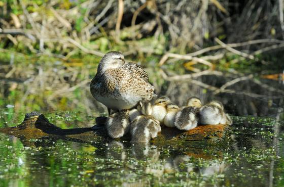 Ducks at Mercer Slough