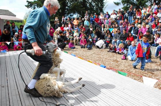 Sheep Shearing at Kelsey Creek Farm