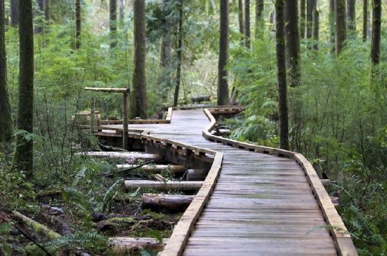 Grand Ridge Park Trail - Photo Courtesy King County Parks