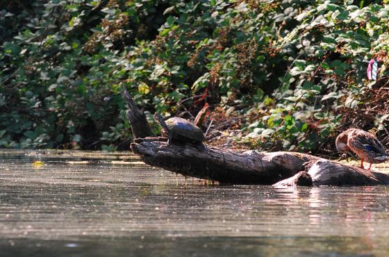 Turtle at Mercer Slough