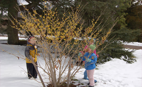 MORRIS ARBORETUM
