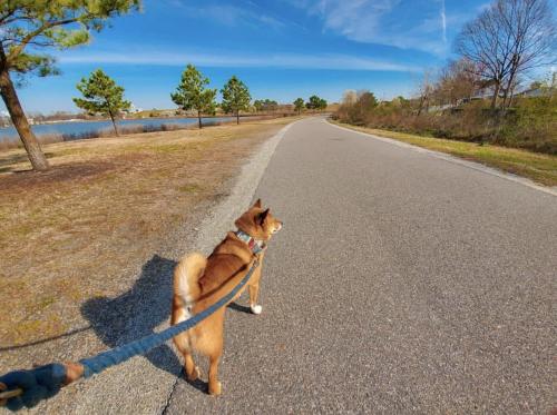 First Person View Of Someone Walking a Dog on the Mount Trashmore Loop in Virginia Beach