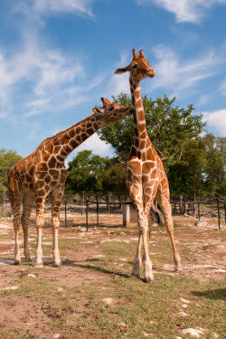 Giraffes