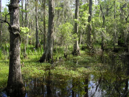 Barataria Swamp