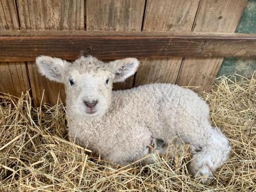 Historic Latta Plantation Lamb