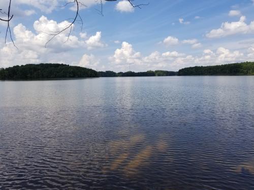 Lake Davidson View Forest Recap (Cyndi)