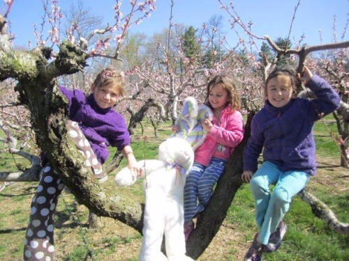 Three girls perched in a tree with a stuffed easter bunny