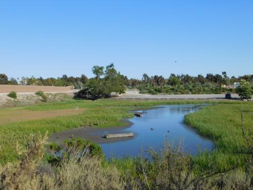 San Joaquin Marsh & Wildlife Sanctuary in Irvine, CA