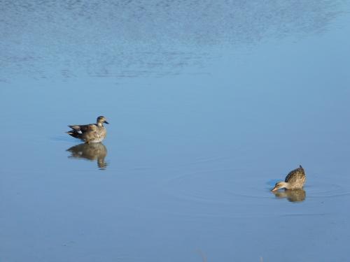 Ducks on a pond