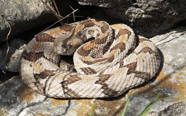 Kansas Timber Rattle Snake 2