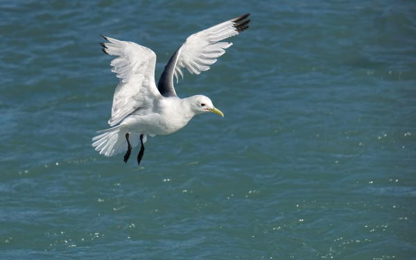 A kittiwake descends upon the water
