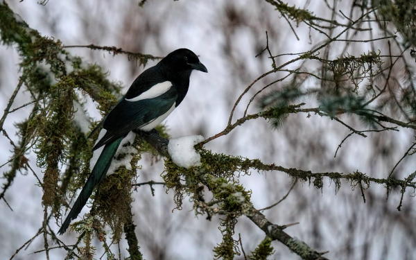 a magpie sits in a mossy tree
