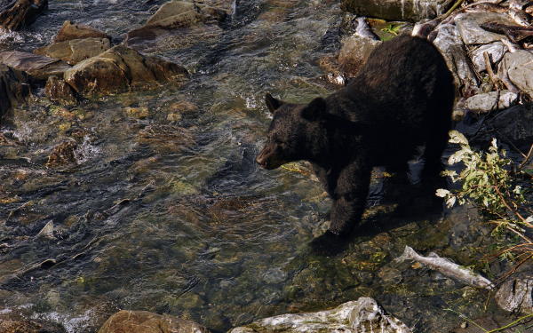 a bear in a creek