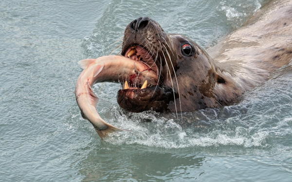 a sea lion eating a salmon