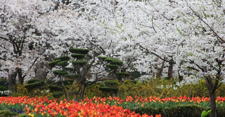 Dallas Arboretum And Botanical Garden