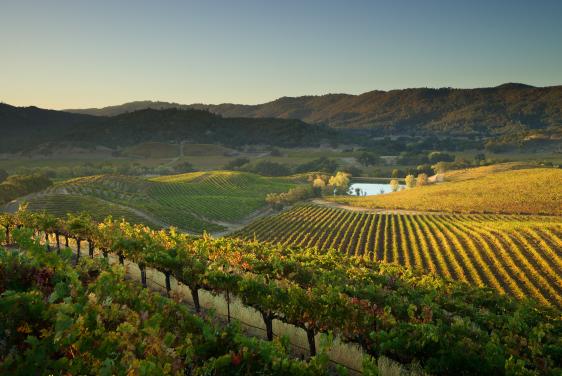 View of St Supery vineyard in Napa Valley