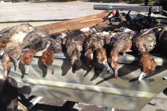 good day of duck hunting